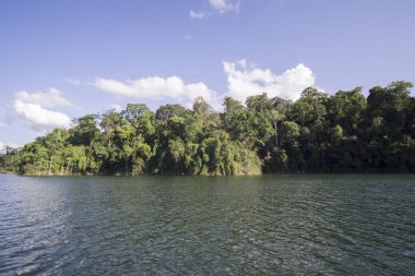 Görünümü, insan yapımı Gölü, Royal Belum güzel yeşil manzarası ve stumped ahşap ile.