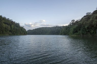 Görünümü, insan yapımı Gölü, Royal Belum güzel yeşil manzarası ve stumped ahşap ile.