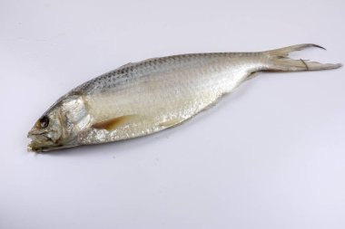 Beyaz salamura balığı