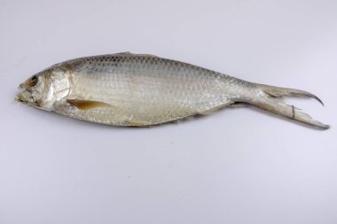 Beyaz izole çiğ çiğ balık