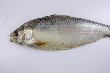 Beyaz izole çiğ çiğ balık