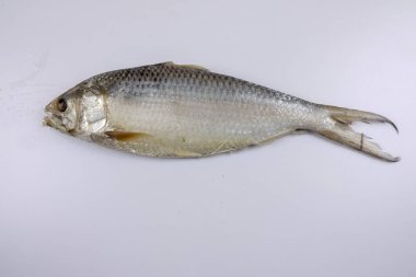 Beyaz izole çiğ çiğ balık