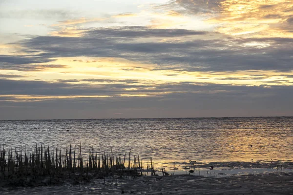 Albero Solitario Tramonto Tramonto Ardente Spiaggia Composizione Della Natura Scarsa — Foto Stock