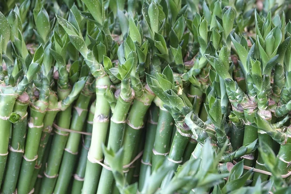 Lotus bamboo plant for Chinese festival decoration.