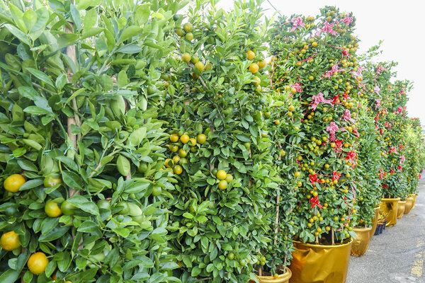 Decorative mandarins tree. Chinese New Year  prosperity ,wealth and healthsymbol