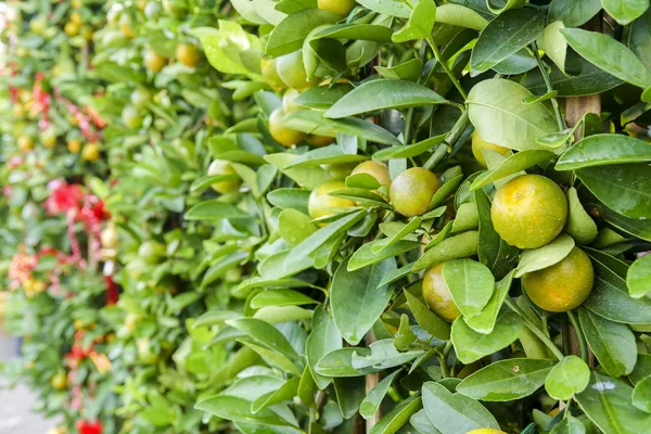 Dekorativa Mandariner Träd Kinesiska Nyåret Välstånd Rikedom Och Healthsymbol — Stockfoto