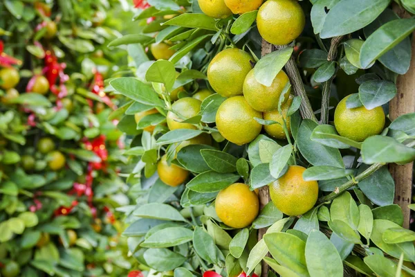 Dekorativa Mandariner Träd Kinesiska Nyåret Välstånd Rikedom Och Healthsymbol — Stockfoto