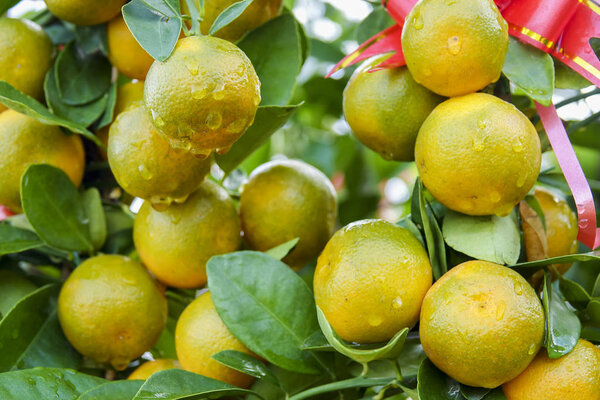 Decorative mandarins tree. Chinese New Year  prosperity ,wealth and healthsymbol