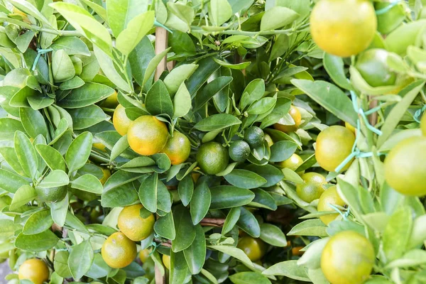 Dekorativa Mandariner Träd Kinesiska Nyåret Välstånd Rikedom Och Healthsymbol — Stockfoto