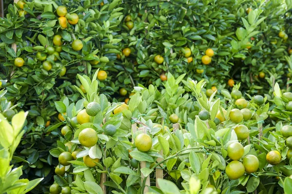 Árvore Decorativa Tangerinas Ano Novo Chinês Prosperidade Riqueza Saudávelsímbolo — Fotografia de Stock