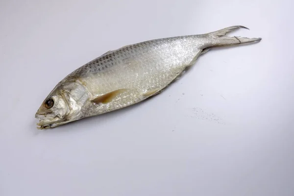 Rauwe gezouten vis geïsoleerd op wit — Stockfoto
