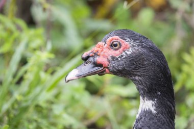 ormanda vahşi tavuk, tavuk