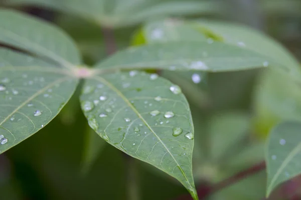Gotas de água em uma folha verde. — Fotografia de Stock