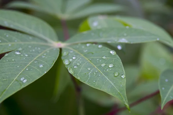 Gotas de água em uma folha verde. — Fotografia de Stock