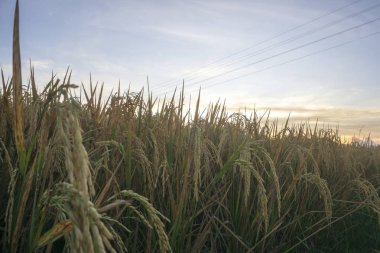 Doğa manzarası gündoğumu arka plan alanıyla paddy. Doğa kompozisyon ve ses efektleri.