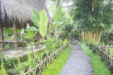 Doğa yeşilimsi sahne Bali kahve çiftliğinde.