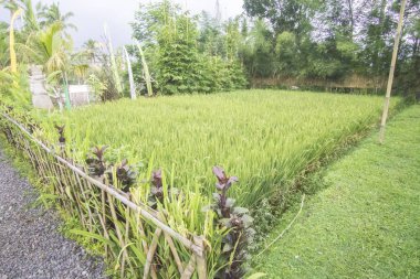 Doğa yeşilimsi sahne Bali kahve çiftliğinde.