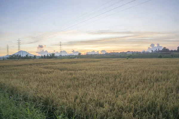 Natuur weergave van paddy veld met sunrise achtergrond. Karakter-samenstelling en lawaai-effecten. — Stockfoto