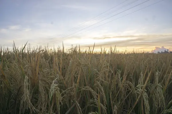 Nature view of paddy field with sunrise background. Nature composition and noise effects. — Stock Photo, Image