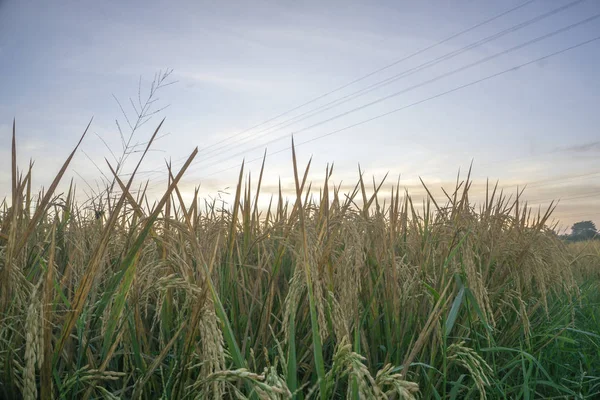 Nature view of paddy field with sunrise background. Nature composition and noise effects. — Stock Photo, Image