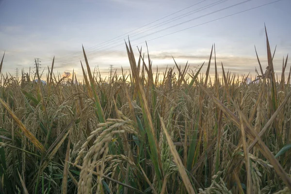 Nature view of paddy field with sunrise background. Nature composition and noise effects. — Stock Photo, Image