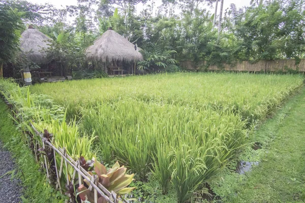 Nature paysage verdoyant à la ferme de café à Bali . — Photo