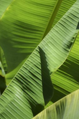 Yeşil yaprakları bulanıklık arka plan üzerinde.