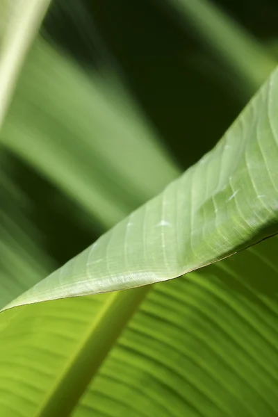 Green Leaves on blur background. — Stock Photo, Image