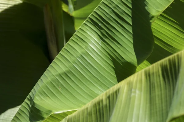 Green Leaves on blur background. — Stock Photo, Image