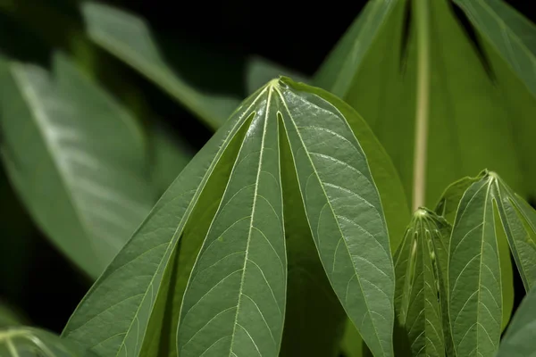 Folhas verdes no fundo desfocado . — Fotografia de Stock