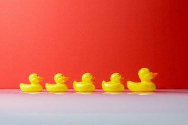 Ördekler senaryoya büyük ördek grubu. Liderlik kavramsal.