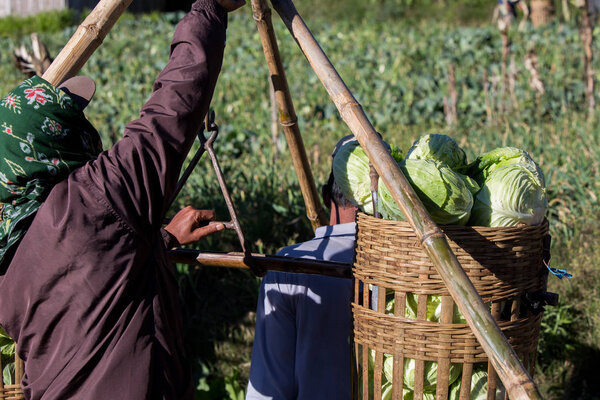 INDONESIA, 25 JULY 2016. Unidentifed local farmers working at cabbage farm nearby Bromo Mountain , Indonesia.