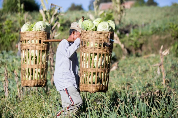Indonesië Juli 2016 Unidentifed Lokale Boeren Werken Bij Kool Boerderij — Stockfoto