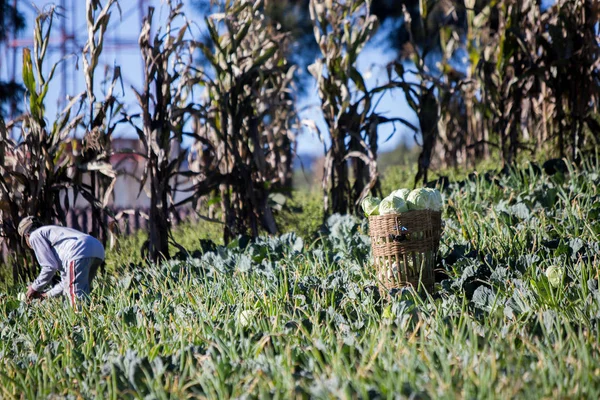 Indonesië Juli 2016 Unidentifed Lokale Boeren Werken Bij Kool Boerderij — Stockfoto