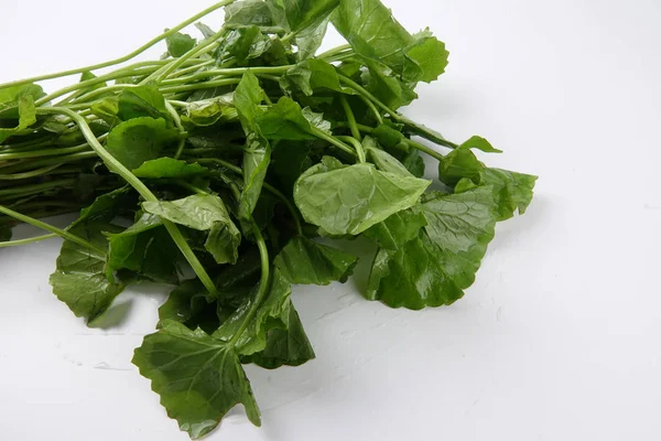 Pennywort Ook Bekend Als Pegaga Gezondheidsvoordelen Van Pennywort Geheugen Verkeer — Stockfoto