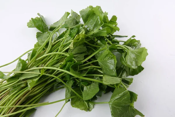 Pennywort Ook Bekend Als Pegaga Gezondheidsvoordelen Van Pennywort Geheugen Verkeer — Stockfoto