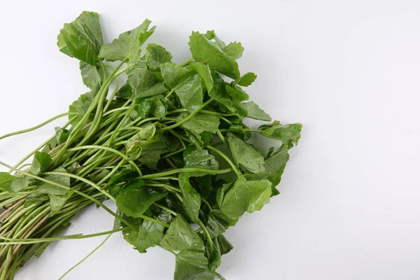 Pennywort Ook Bekend Als Pegaga Gezondheidsvoordelen Van Pennywort Geheugen Verkeer — Stockfoto