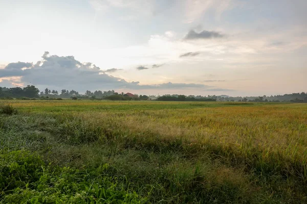 Fantastiska Sunrise Landsbygdens Risfält — Stockfoto