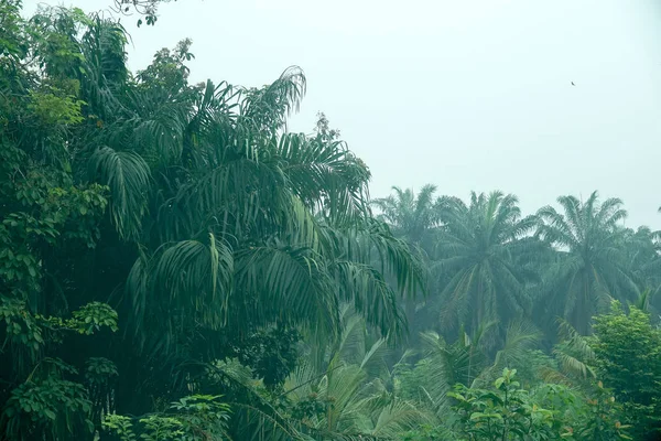 Landblick Bei Schlechter Sicht Mit Gefährlichem Dunst Und Nebel Kuala — Stockfoto