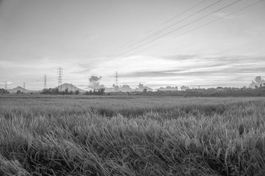 Doğa manzarası gündoğumu arka plan alanıyla paddy. Doğa kompozisyon ve ses efektleri.