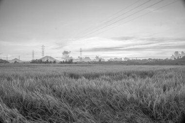Doğa manzarası gündoğumu arka plan alanıyla paddy. Doğa kompozisyon ve ses efektleri.