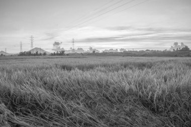 Doğa manzarası gündoğumu arka plan alanıyla paddy. Doğa kompozisyon ve ses efektleri.