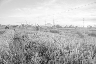 Doğa manzarası gündoğumu arka plan alanıyla paddy. Doğa kompozisyon ve ses efektleri.