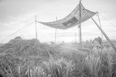 Doğa manzarası gündoğumu arka plan alanıyla paddy. Doğa kompozisyon ve ses efektleri.