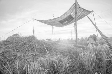 Doğa manzarası gündoğumu arka plan alanıyla paddy. Doğa kompozisyon ve ses efektleri.