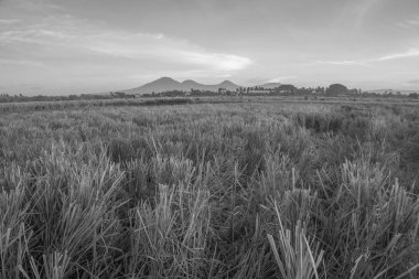 Doğa manzarası gündoğumu arka plan alanıyla paddy. Doğa kompozisyon ve ses efektleri.