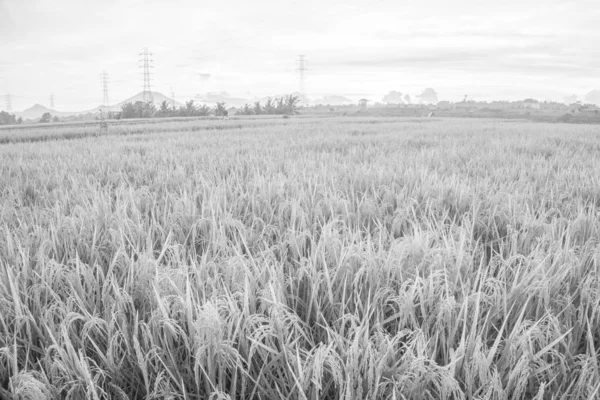 Natuur Weergave Van Paddy Veld Met Sunrise Achtergrond Karakter Samenstelling — Stockfoto