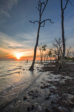 Muhteşem tropikal plajın manzarası. Doğa bileşimi ve canlı renkler.