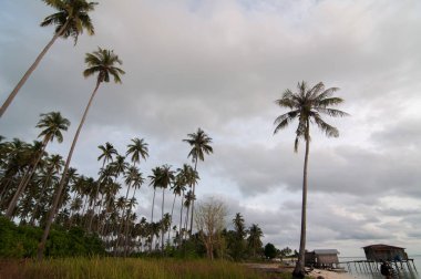 Muhteşem tropikal plajın manzarası. Doğa bileşimi ve canlı renkler.