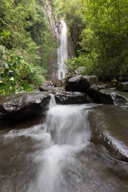 Derin bir yağmur ormanında şelale / dere.